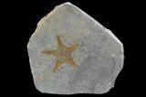Ordovician Starfish (Petraster?) - Morocco #94332-1